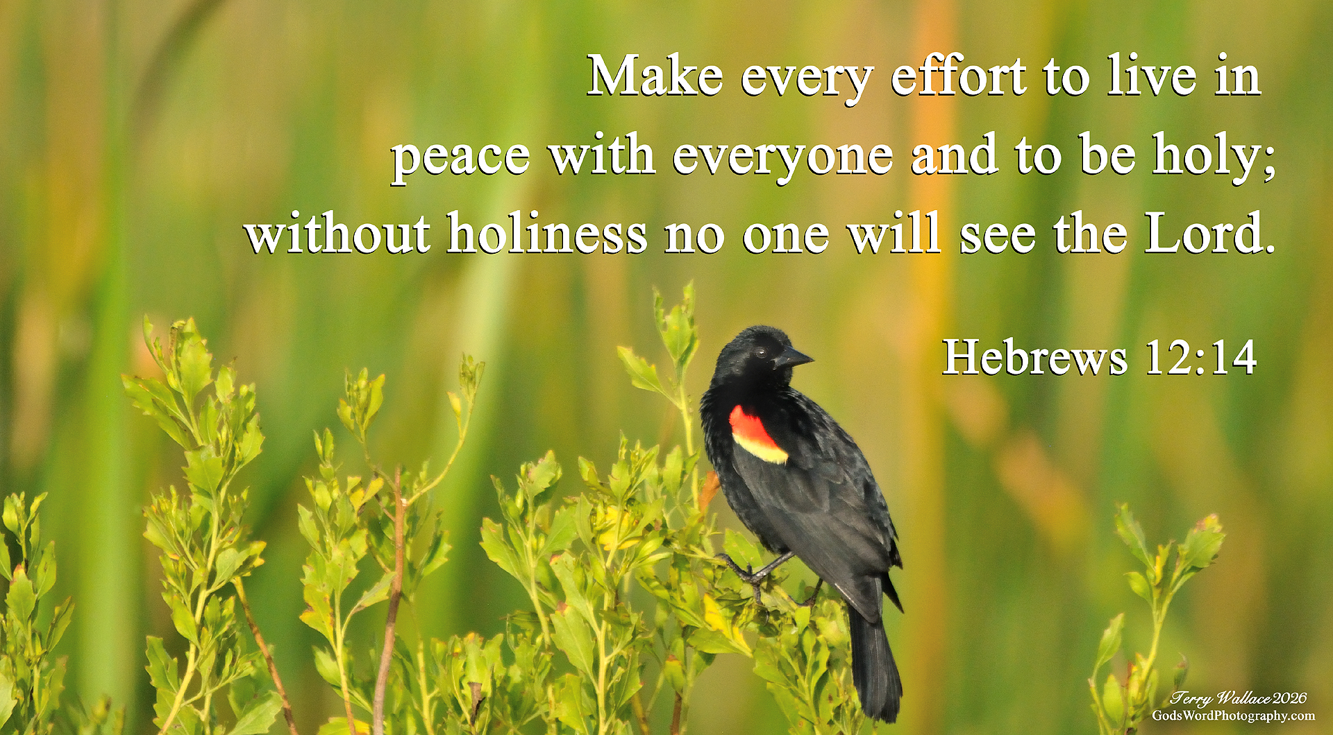Slide Show hebrews 12 14 s4908 small
